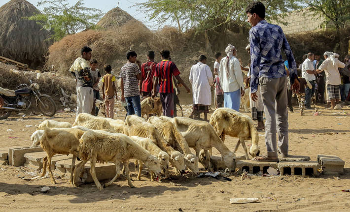 在也门获得粮农组织支持的Alhudaidah Alzaydiah地区，人们聚集在一起，为牛、羊等牲畜接种疫苗.jpg