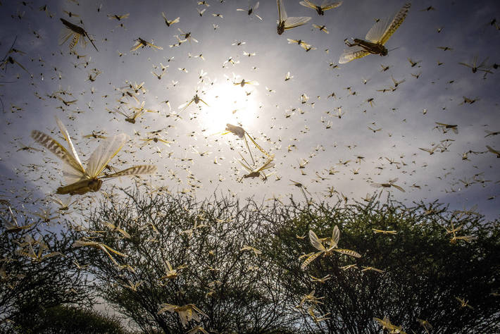 肯尼亚桑布鲁县的一群沙漠蝗虫.jpg